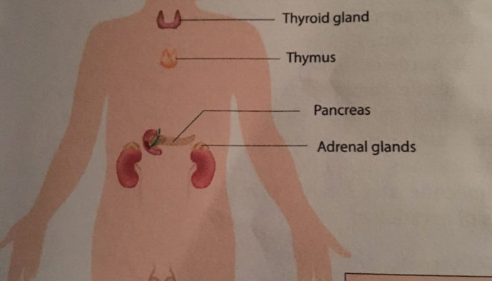 the endocrine system, hormones and chakras