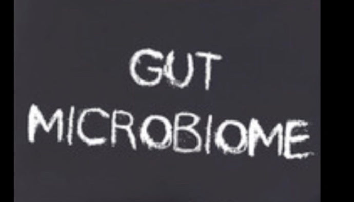 the brain and gut connection