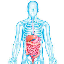 digestive and gastrointestinal health