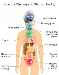 the endocrine system, hormones and chakras